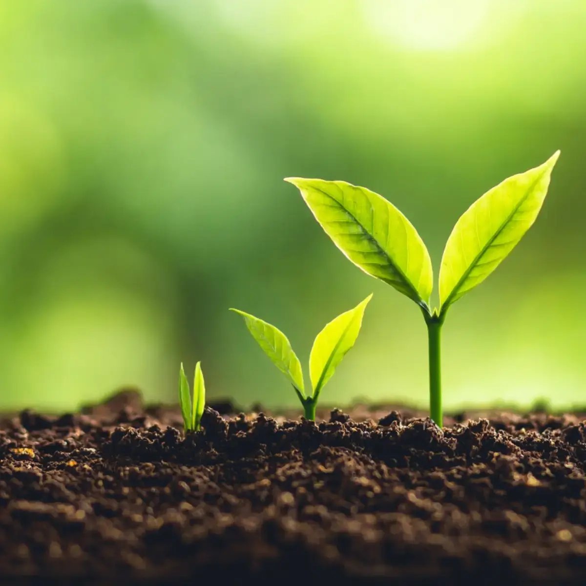 New plant growth representing progress and development